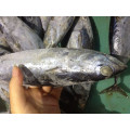 Frozen seafrozen bonito tuna 200-300g